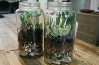 Mason Jar Terrarium