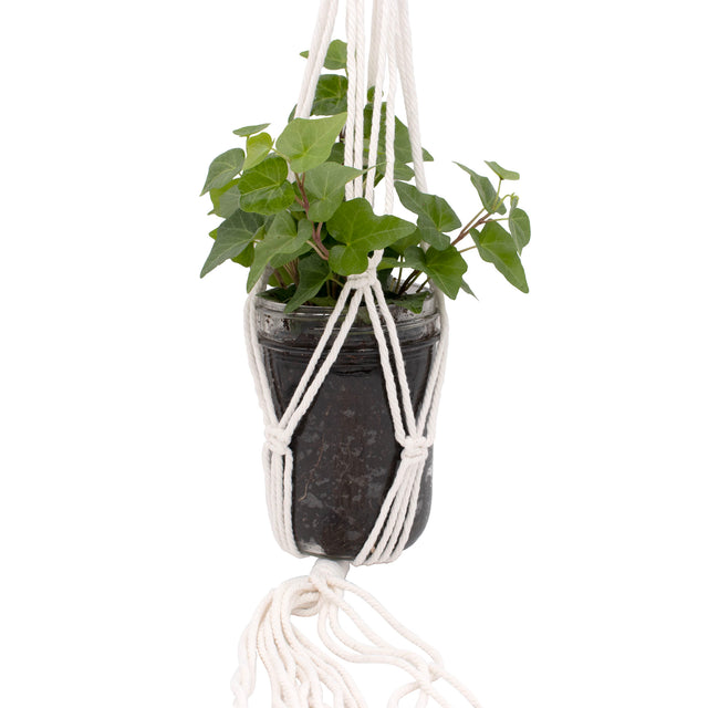 Woven rope macrame jar pot plant hanging jars with plant on white